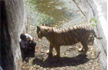 Youth killed by tiger in Delhi Zoo